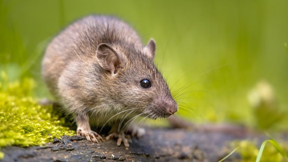 How To Prevent And Control Rats In Your House