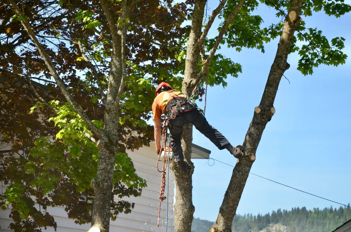 The Importance of Professional Tree Removal for Property Safety